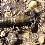 Noble Crayfish